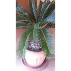 Pianta Cycas