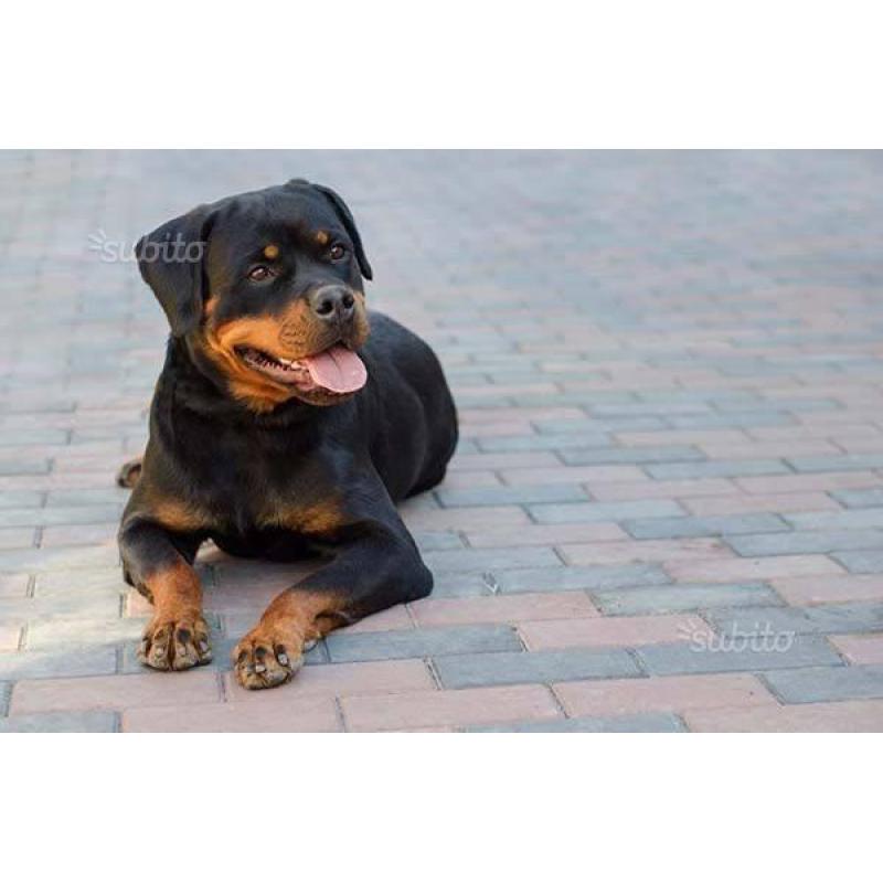 Femmina rottweiler