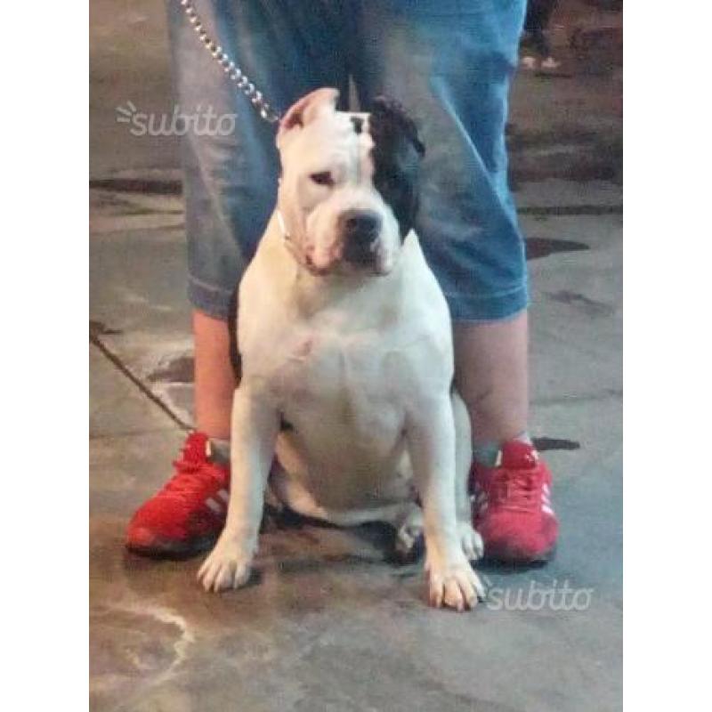 American bully